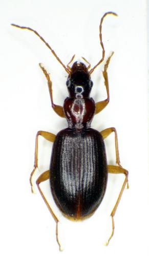 Atranus ruficollis